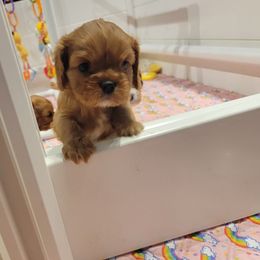 Neptune - Ruby male Cavalier King Charles Spaniel puppy in West Valley, Utah from Criddle Mountain Cavaliers