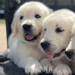 Golden Retrievers from Snowy Goldens LLC