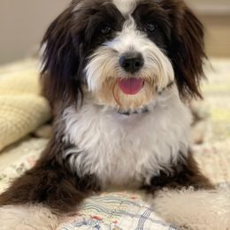 Aussiedoodle Puppies from Independence Aussiedoodles