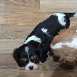 William - Blenheim male Cavalier King Charles Spaniel puppy in Sparta, Georgia from Southern Edge Therapy Ranch Cavaliers