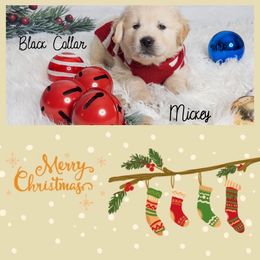 Golden Retriever Puppies from Ruff Life Goldens