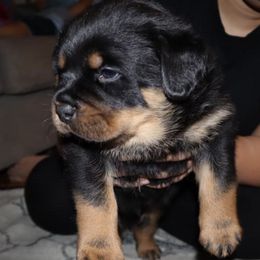 Rottweilers from AK Rotts