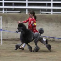 Poodle Puppies from Lacy Lane Poodles