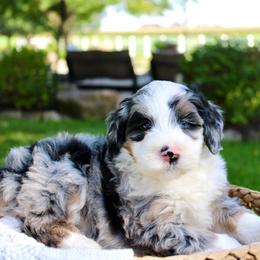 Biscuit-BLUE EYE - Blue merle male Bernedoodle puppy in Apple Creek, Ohio from Cuddle Paws