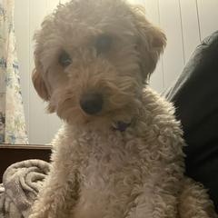 Double Doodles from Delightful Doodles