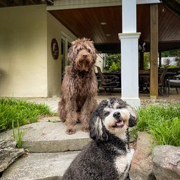 Assorted Doodle Crosses, Bernedoodle, Goldendoodle, and Sheepadoodle Puppies from Happy Top Doodles