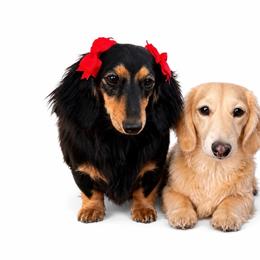 Dachshund puppies from Diddle Bros Dachshunds