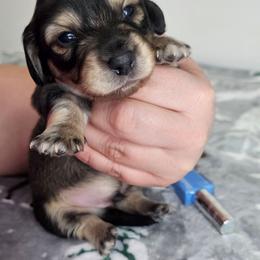 Cream sable male 3 (Blue) - Sable male Dachshund puppy in Belle Rive, Illinois from Akin's Miniature Dachshunds, LLC