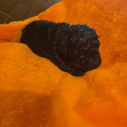 Jess - Black female Poodle puppy in Mc Dade, North Carolina from Toy Poodles of NC