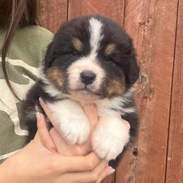 Elphaba - Black tri-color female Australian Shepherd puppy in California from Trilogy Australian Shepherds