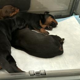 AKC Registered Full European Doberman Pinschers - Black and rust male Doberman Pinscher puppy in Fort Lauderdale, Florida from Lakewood European Dobermann Kennel