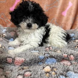 Zumba Jr - Parti male Poodle puppy in Pounding  Mill, Virginia from Rosa's Chihuahuas