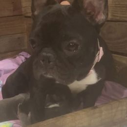 Millie - French Bulldog