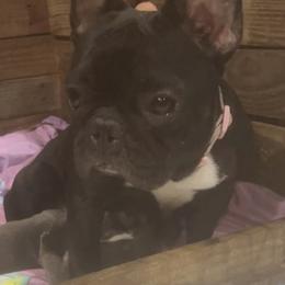 Millie - French Bulldog