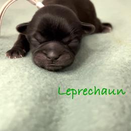 Leprechaun - Black male Shih Tzu puppy in Vernon, New Jersey from Calta’s Cute Shih Tzu