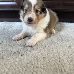 Ace - Sable and white male Shetland Sheepdog puppy in Dallas, North Carolina from Retter Ridge