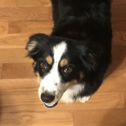 Annie - Miniature Australian Shepherd