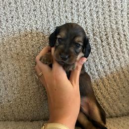 The Tramp - Cream male Dachshund puppy in Nacogdoches, Texas from Heavenly Dachshunds