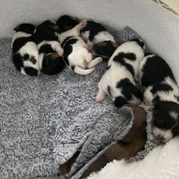 Biewer Terrier Puppies from Georgia Mountain Biewers