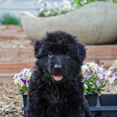 Green Collar - Black male German Shepherd puppy in Howell, Michigan from Sheyenne’s Shepherds