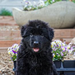 Green Collar - Black male German Shepherd puppy in Howell, Michigan from Sheyenne’s Shepherds