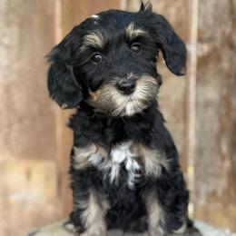 Colorado1 (Green) - male Golden Mountain Doodle puppy in Twin Falls, Idaho from Magic Valley Family Doodles