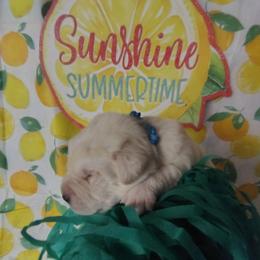 Blue collar - Yellow male Labrador Retriever puppy in Holyoke, Massachusetts from Urban Oak Labradors LLC