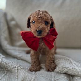 Pepper - Red  male Poodle puppy in Charlotte, North Carolina from Bruno & Co. Puppies