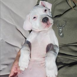 Happy - White female Dogo Argentino puppy in Bear River City, Utah from Valkka Kennels