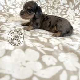 Dachshund Puppies from Dogwood Doxies