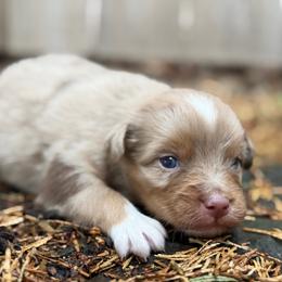 Boy 1 - Red merle male Australian Shepherd puppy in Oakridge, Oregon from Middle Fork Australian Shepherds