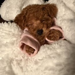 Cavapoo, Cockapoo, and Poodle Puppies from Heavenly Puppies to Love