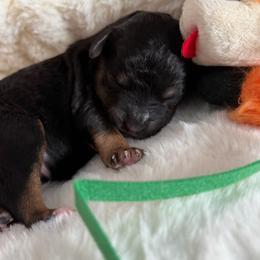 Macchiato - Tri-color male Bernedoodle puppy in Toledo, Ohio from Avery Doodle Day LLC