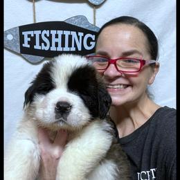 Green - Mahogany and white male Saint Bernard puppy in New Philadelphia, Ohio from Fletchers Saints