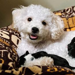 Aussiedoodles, Cavalier King Charles Spaniels, Cavapoos, and Toy Australian Shepherds from Darling Australians