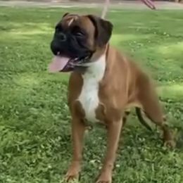 Gia  - Boxer