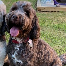 Australian Labradoodles from The Noble Doodle