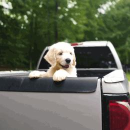 Goldendoodle Puppies from SUPERDog Doodles