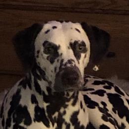 Reba - Dalmatian