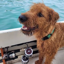 Lorcan - Irish Terrier
