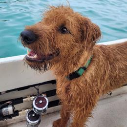 Lorcan - Irish Terrier