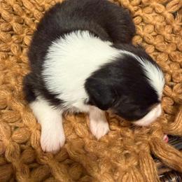 BTF4 - Black tri-color female Australian Shepherd puppy in Manchester, Iowa from Lone Willow Aussies