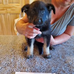 Yellow Girl - Gray sable female Shiloh Shepherd puppy in Caneadea, New York from Strauss Haus Shepherds