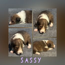 Sassy - Sable and white female Shetland Sheepdog puppy in Pensacola, Florida from Nancy Barger's Siberian Huskies
