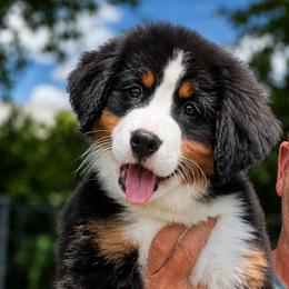 Chaos - Black rust and white female Bernese Mountain Dog puppy in Fitzgerald, Georgia from Southern Charm Bernese