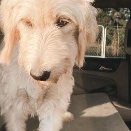 Goldendoodles and Poodles from Southern Tide Poodles & Doodles