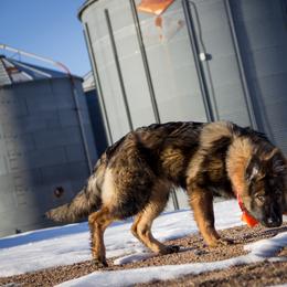 German Shepherd Puppies from Journey's German Shepherds (Kennel Vom Himmel)