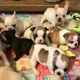 French Bulldog Puppies from BigStar French Bulldogs