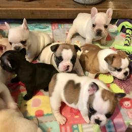 French Bulldog Puppies from BigStar French Bulldogs