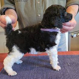 Poodle Puppies from Chapel Hill Poodles